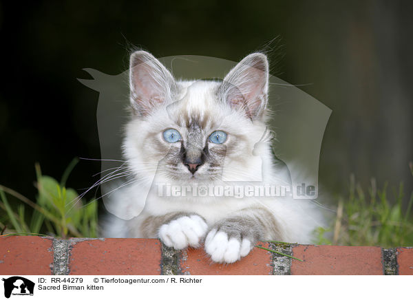 Sacred Birman kitten / RR-44279