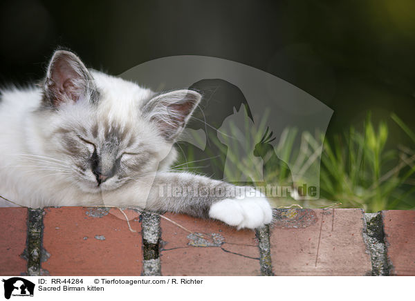 Sacred Birman kitten / RR-44284