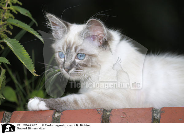 Sacred Birman kitten / RR-44287