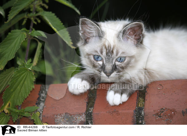 Sacred Birman kitten / RR-44288
