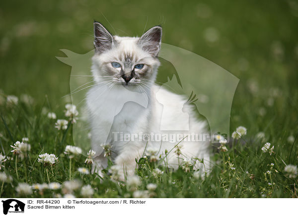 Sacred Birman kitten / RR-44290