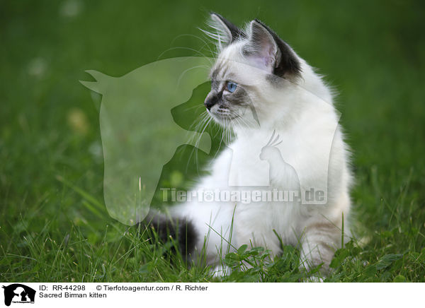 Sacred Birman kitten / RR-44298