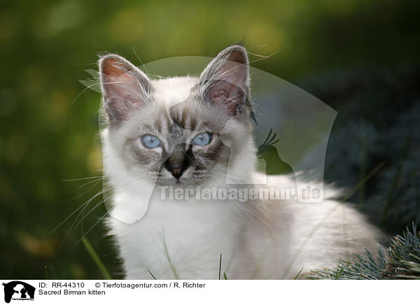 Sacred Birman kitten / RR-44310
