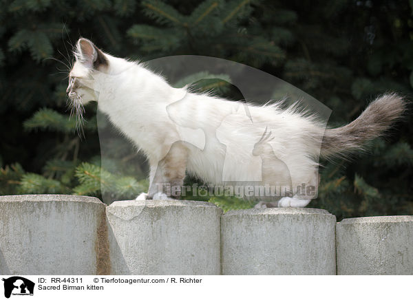 Sacred Birman kitten / RR-44311