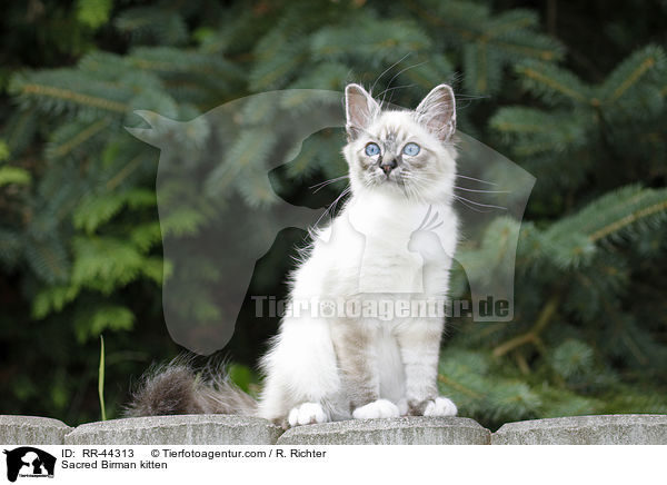 Sacred Birman kitten / RR-44313