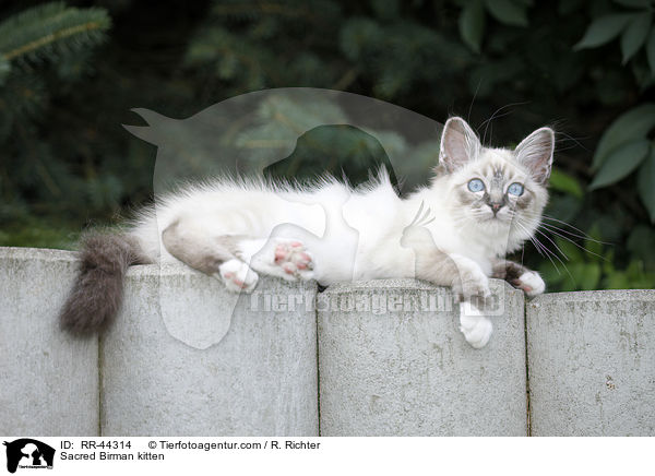 Sacred Birman kitten / RR-44314