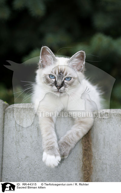 Sacred Birman kitten / RR-44315
