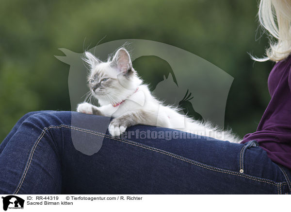 Sacred Birman kitten / RR-44319