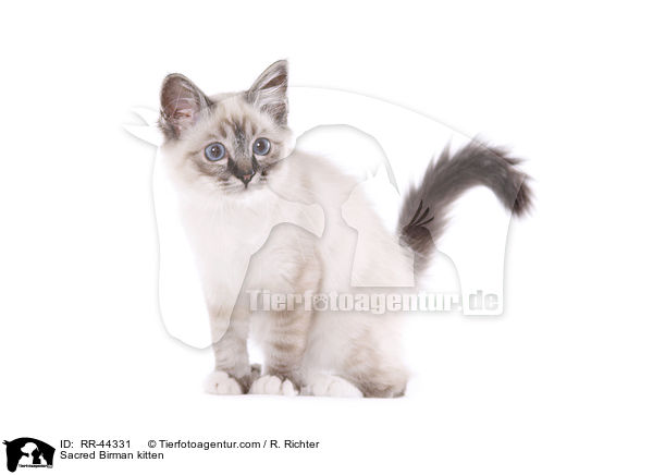 Sacred Birman kitten / RR-44331