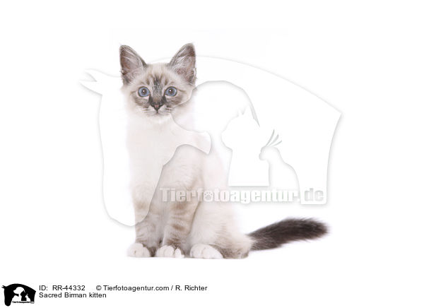 Sacred Birman kitten / RR-44332