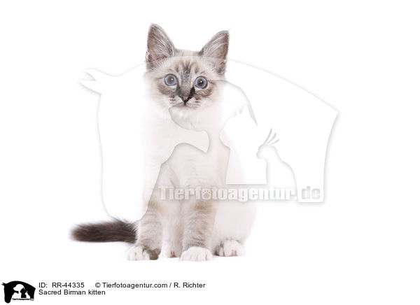 Sacred Birman kitten / RR-44335