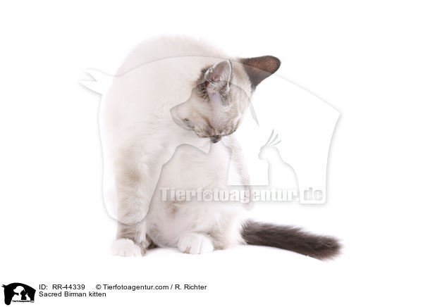 Sacred Birman kitten / RR-44339