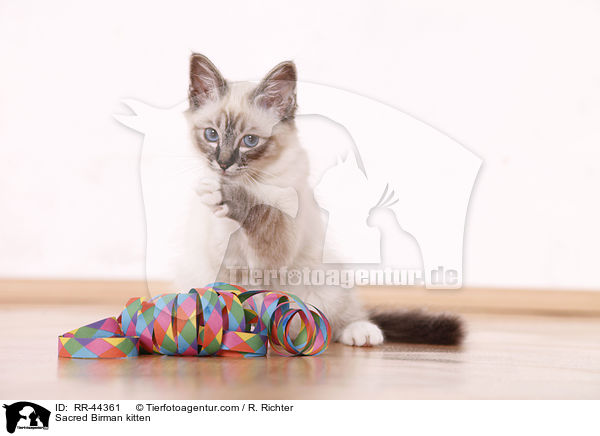 Sacred Birman kitten / RR-44361