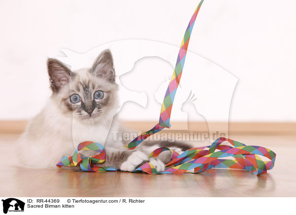 Heilige Birma Ktzchen / Sacred Birman kitten / RR-44369