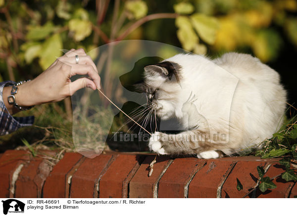 spielende Heilige Birma / playing Sacred Birman / RR-46691