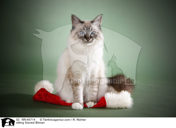 sitzende Heilige Birma / sitting Sacred Birman / RR-46714