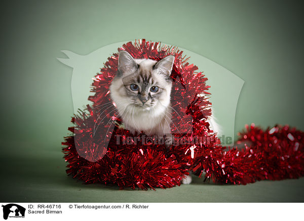 Heilige Birma / Sacred Birman / RR-46716