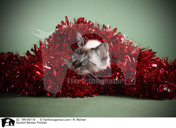 Heilige Birma Portrait / Sacred Birman Portrait / RR-46718