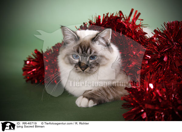 liegende Heilige Birma / lying Sacred Birman / RR-46719