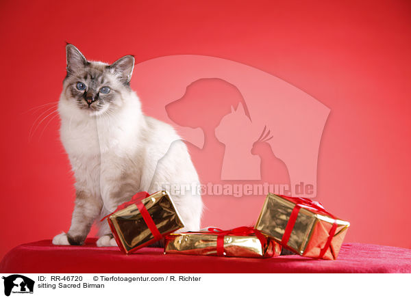 sitzende Heilige Birma / sitting Sacred Birman / RR-46720
