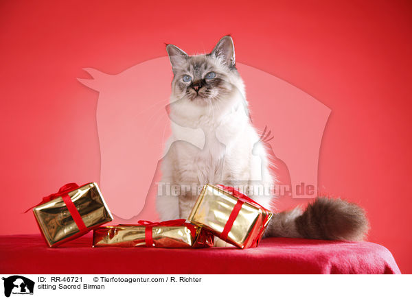 sitzende Heilige Birma / sitting Sacred Birman / RR-46721