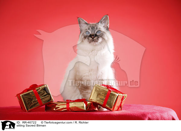 sitzende Heilige Birma / sitting Sacred Birman / RR-46722
