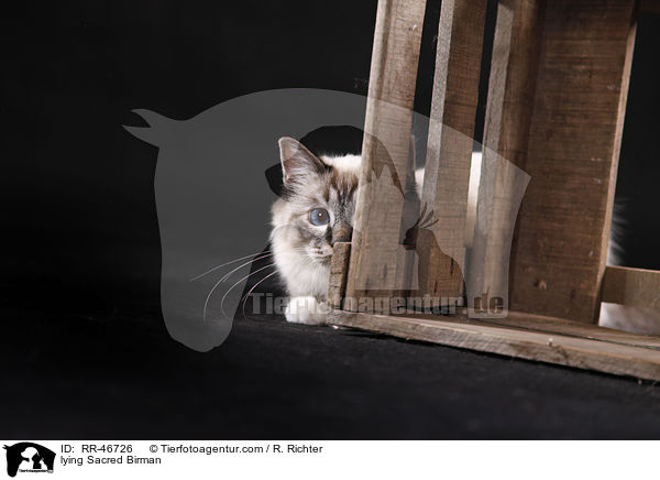 liegende Heilige Birma / lying Sacred Birman / RR-46726