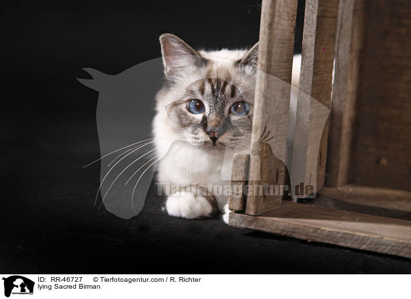 liegende Heilige Birma / lying Sacred Birman / RR-46727
