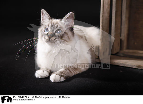 liegende Heilige Birma / lying Sacred Birman / RR-46729
