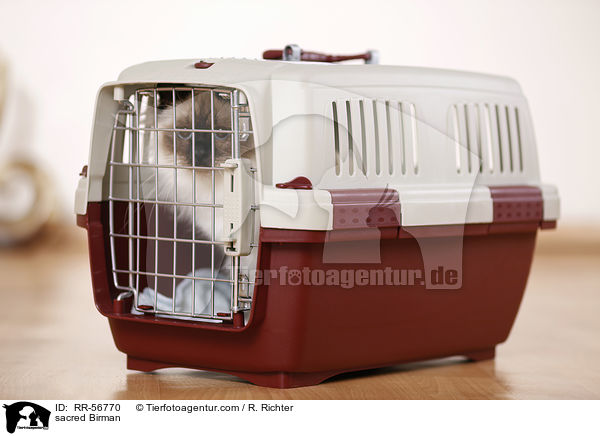 Heilige Birma / sacred Birman / RR-56770