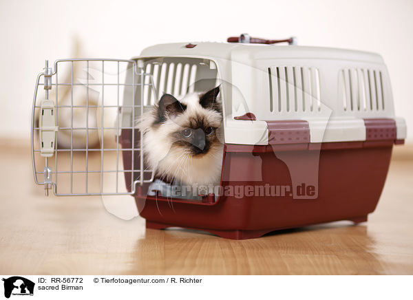 Heilige Birma / sacred Birman / RR-56772