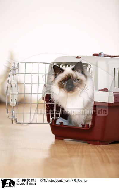 Heilige Birma / sacred Birman / RR-56778