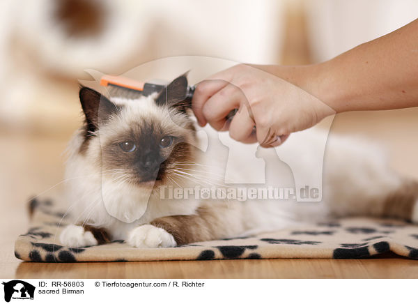 Heilige Birma / sacred Birman / RR-56803