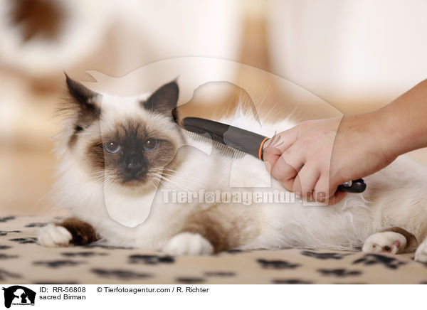 sacred Birman / RR-56808