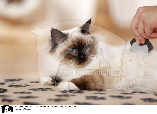 sacred Birman / RR-56809