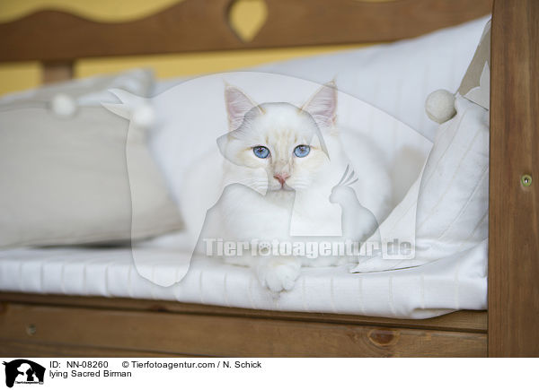 liegende Heilige Birma / lying Sacred Birman / NN-08260