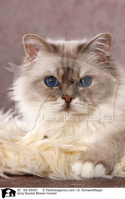 lying Sacred Birman tomcat / SS-35007