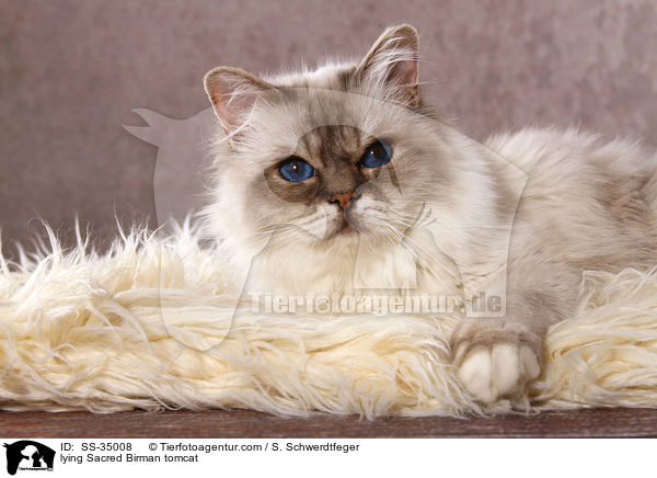 lying Sacred Birman tomcat / SS-35008