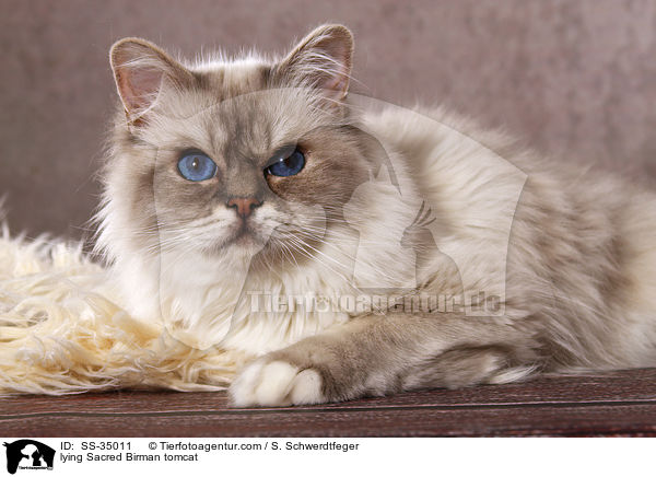 lying Sacred Birman tomcat / SS-35011