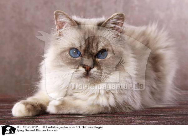 lying Sacred Birman tomcat / SS-35012