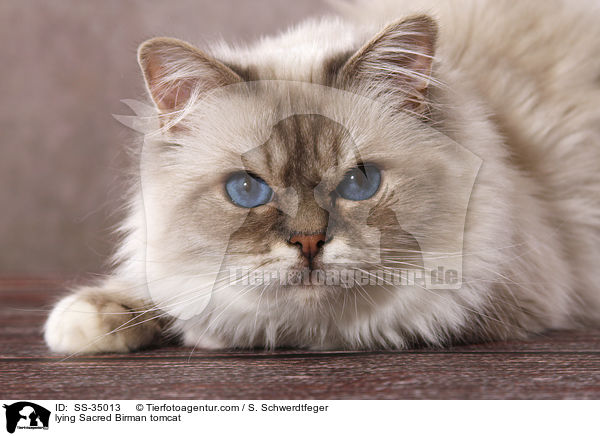 lying Sacred Birman tomcat / SS-35013
