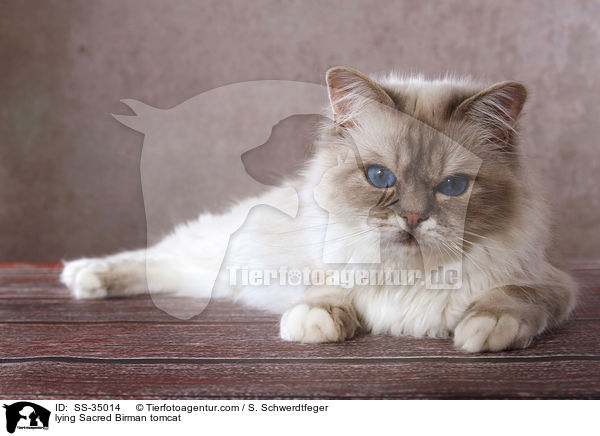 lying Sacred Birman tomcat / SS-35014
