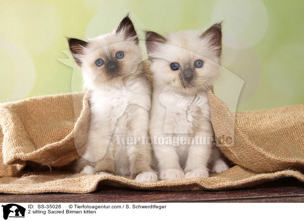 2 sitzende Heilige Birma Ktzchen / 2 sitting Sacred Birman kitten / SS-35026