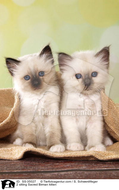 2 sitzende Heilige Birma Ktzchen / 2 sitting Sacred Birman kitten / SS-35027