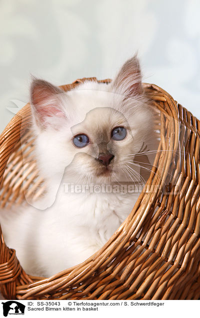 Heilige Birma Ktzchen im Korb / Sacred Birman kitten in basket / SS-35043