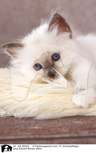 lying Sacred Birman kitten / SS-35045