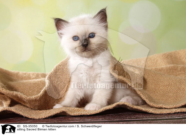 sitzendes Heilige Birma Ktzchen / sitting Sacred Birman kitten / SS-35050
