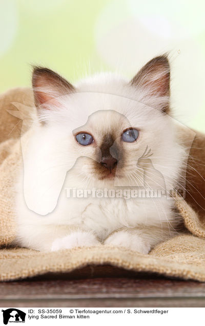 lying Sacred Birman kitten / SS-35059