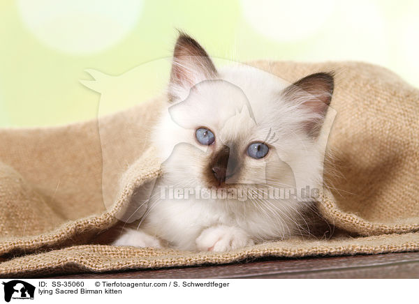 lying Sacred Birman kitten / SS-35060