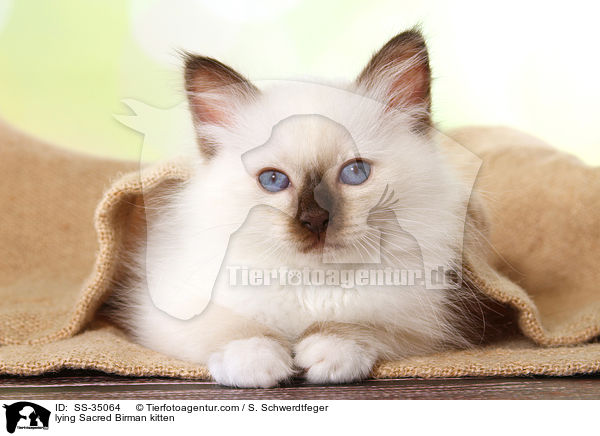 lying Sacred Birman kitten / SS-35064